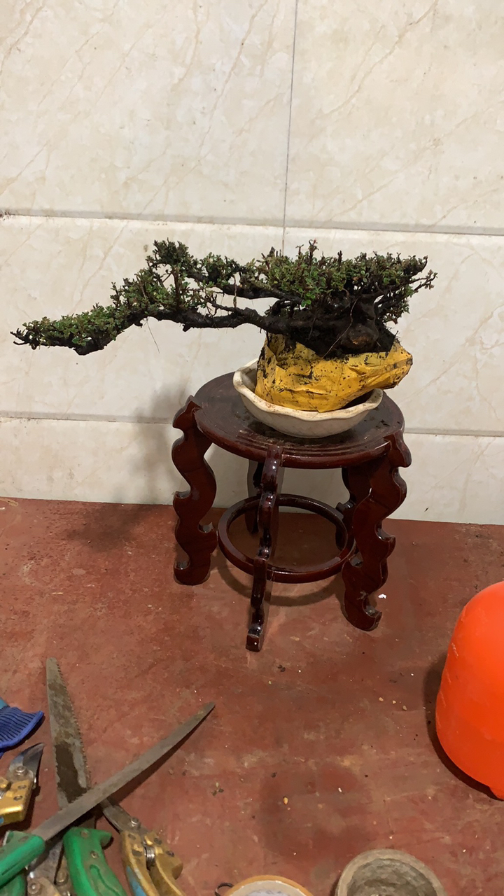 荀子白花米叶珍珠