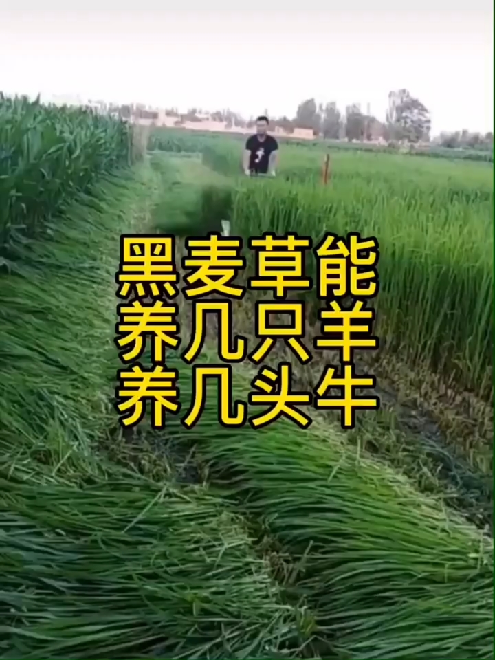高产牧草种子黑麦草养羊多少只