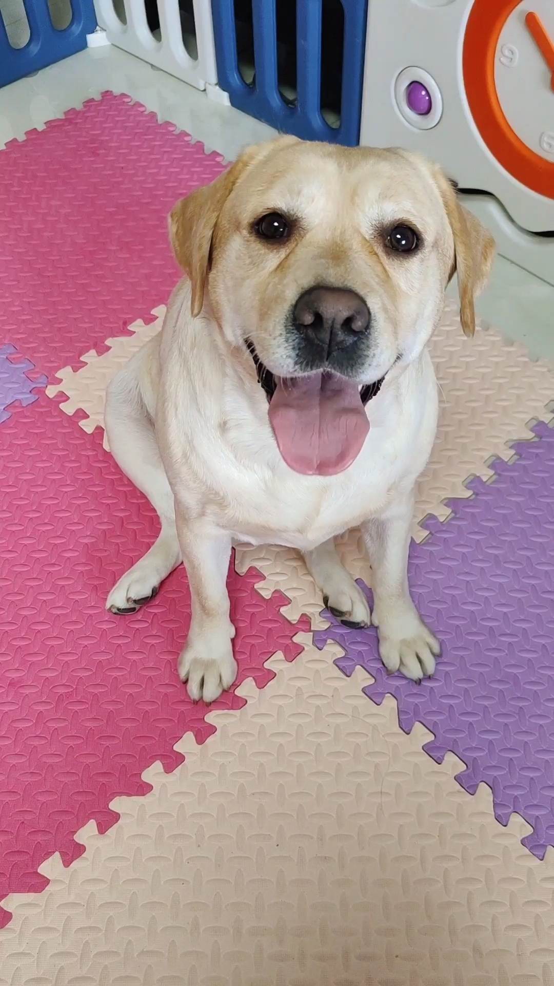 我家萌宠成精了拉布拉多和小柯基友谊的小船说翻就翻