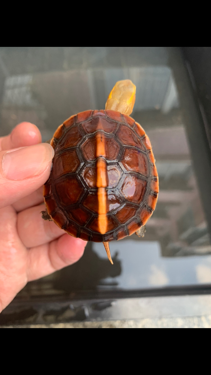 小小爱宠萌化你#极品血红球体安缘,乒乓球体型!