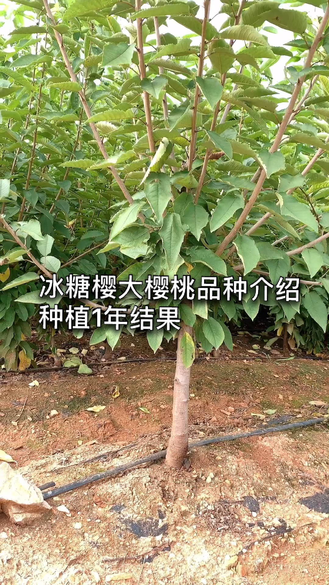 冰糖樱大樱桃品种介绍黄色果子中熟品种所有大樱桃当中最甜的品种
