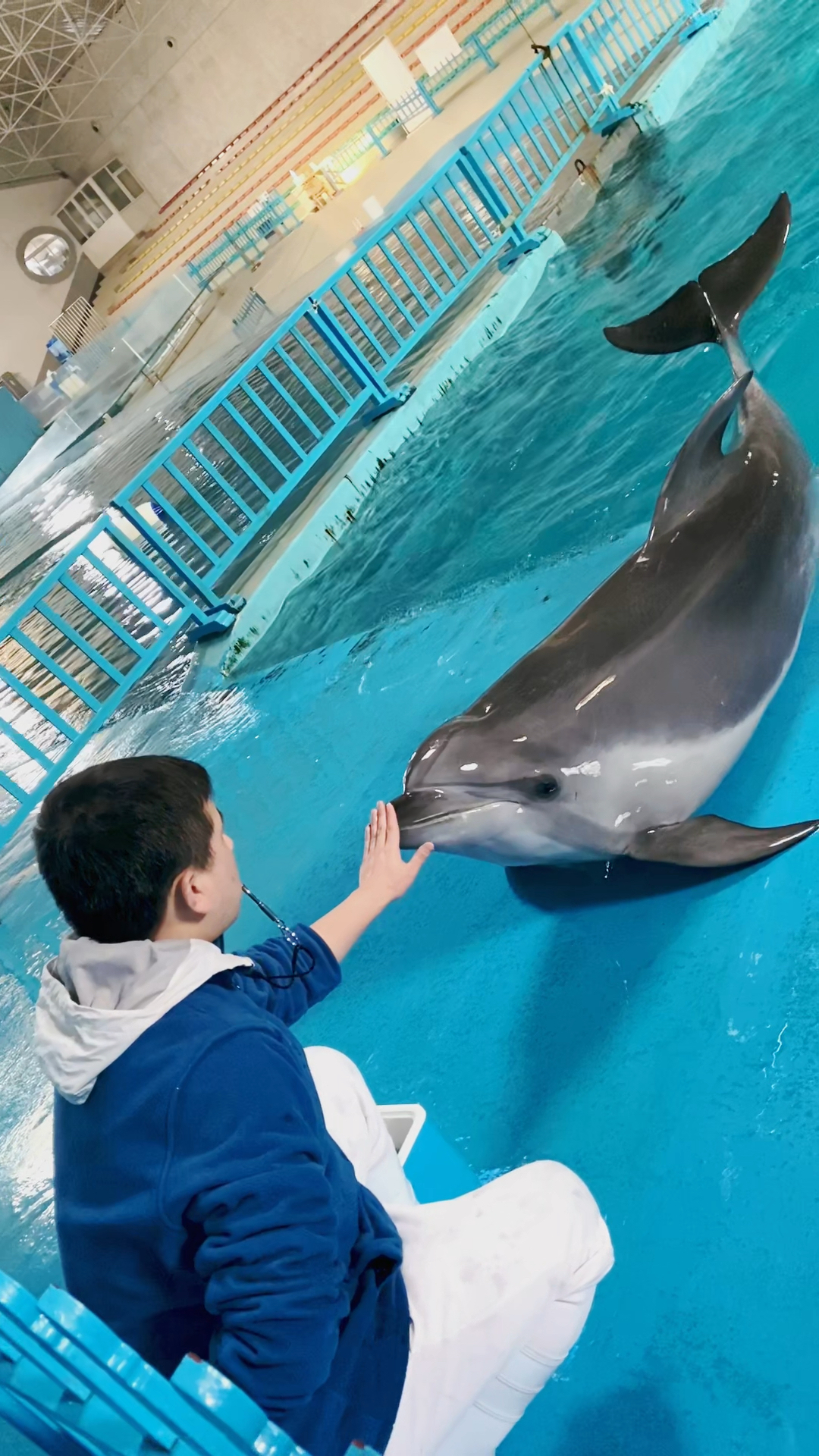 家有萌宠海豚宝宝上岸展示