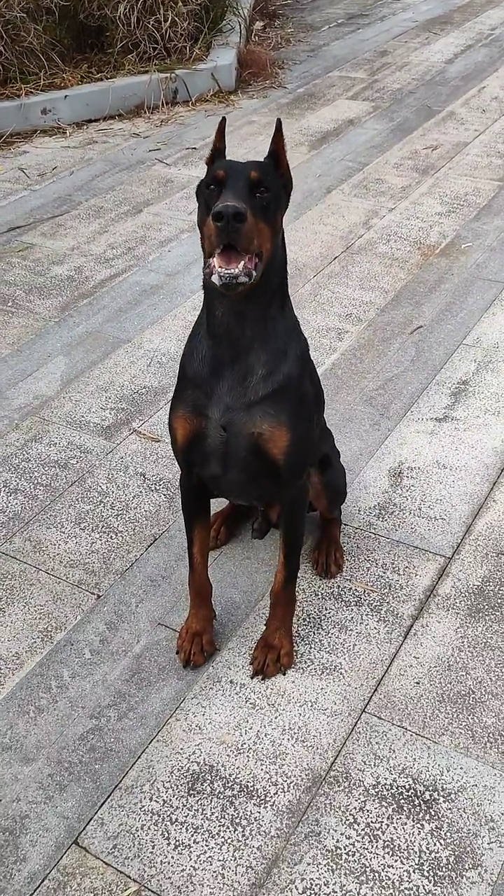 #杜宾犬#帅气逼人