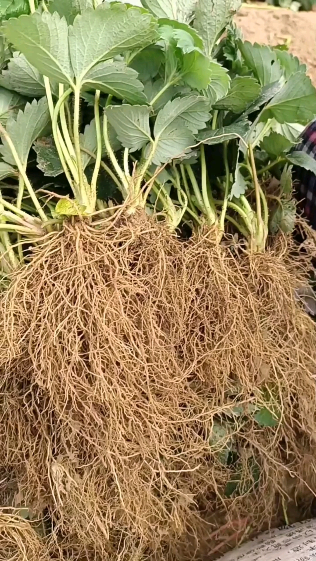 根系发达苗木粗壮移栽成活好的假植草莓苗