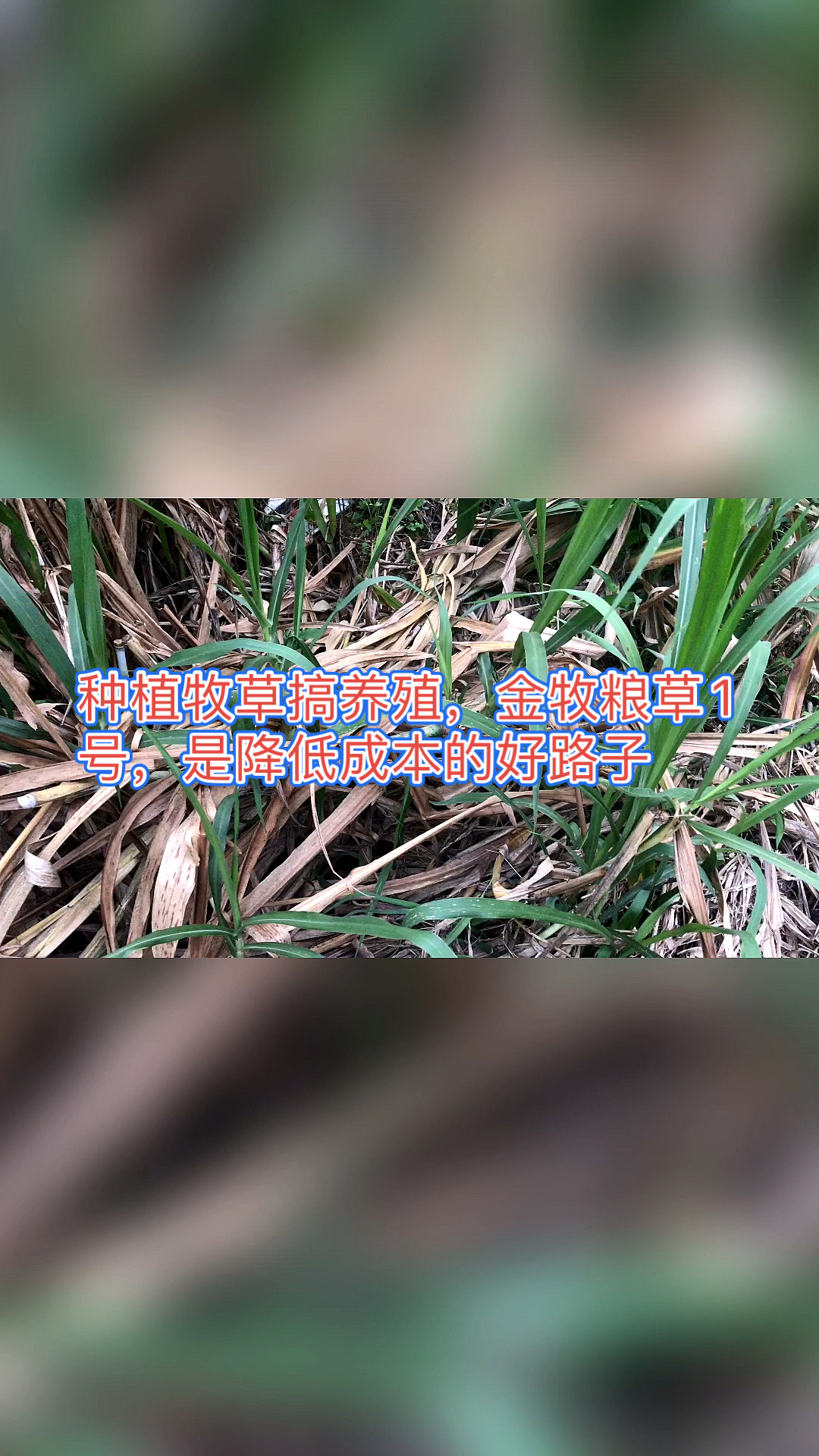 高产牧草种子#种植牧草搞养殖,金牧粮草1号,是降低成本的好路子