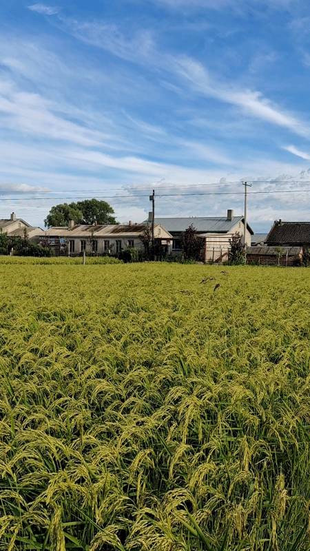 这才是原生态的五常大米,这环境,这气候,这土壤,才是中国最好的大米