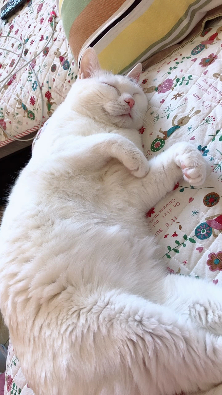 每日萌宠#大懒猪