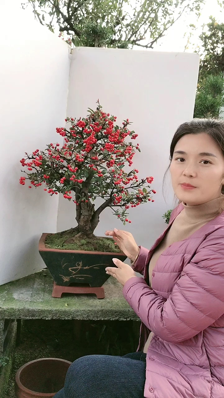 火棘盆景又名吉祥果