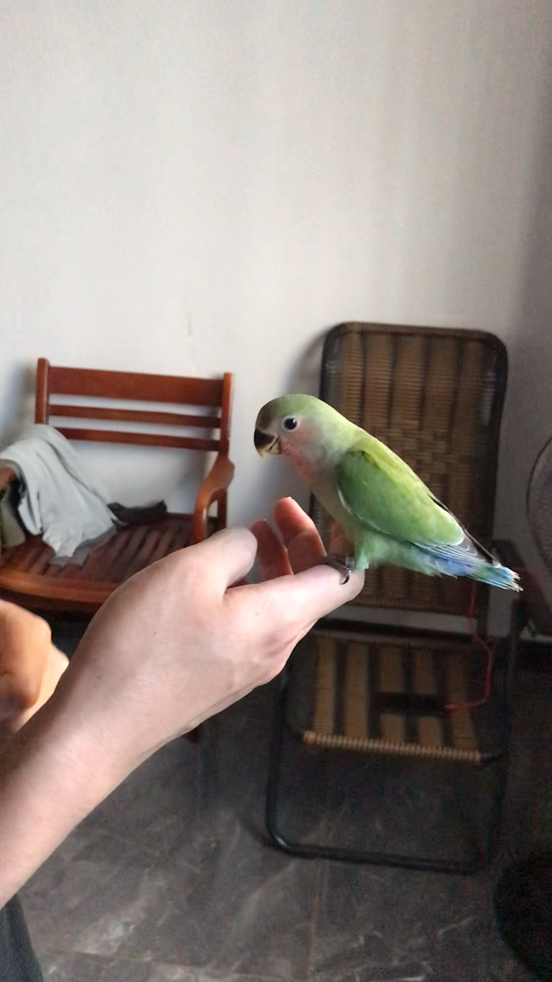 牡丹鹦鹉在奇毛之前一定要多玩它多训练才能亲人粘人