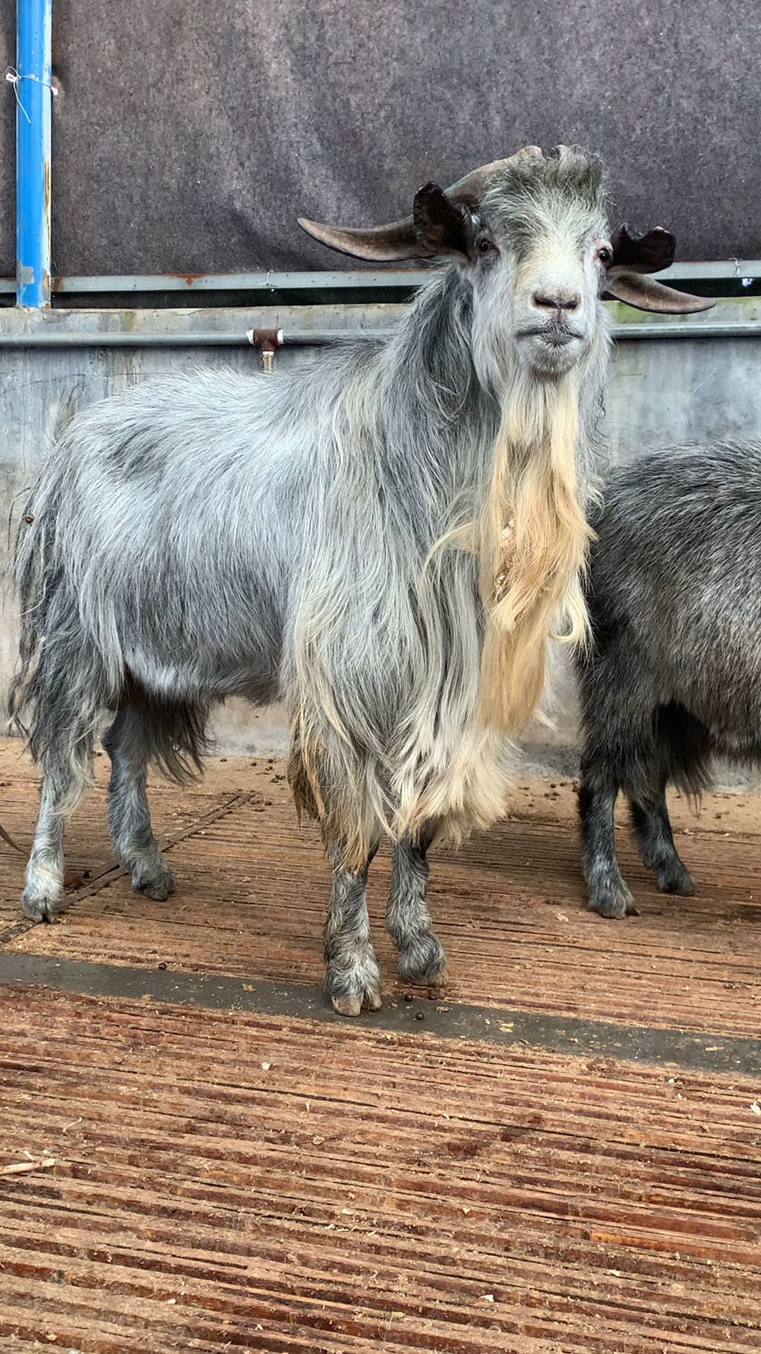 农村养羊人农村最能生的羊青山羊狗羊