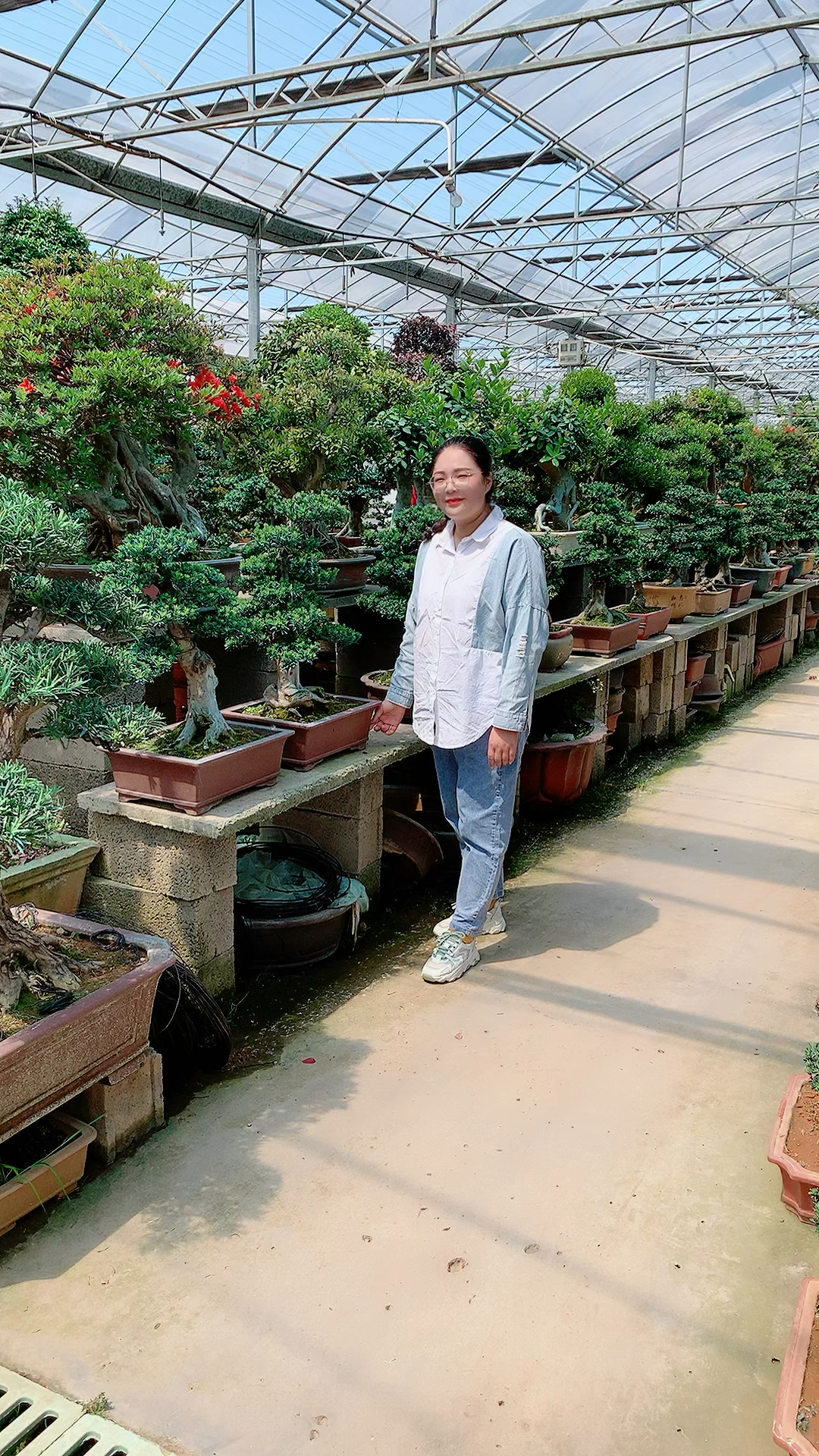 罗汉松的批发基地!