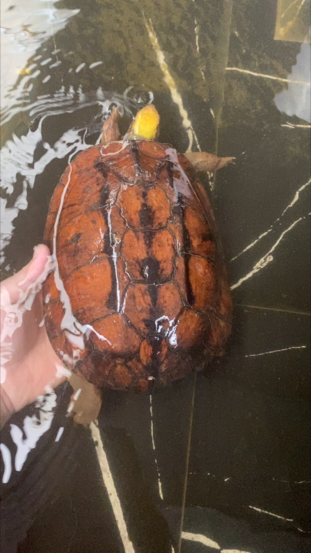 金钱龟今年夏天好热给金钱龟洗洗澡