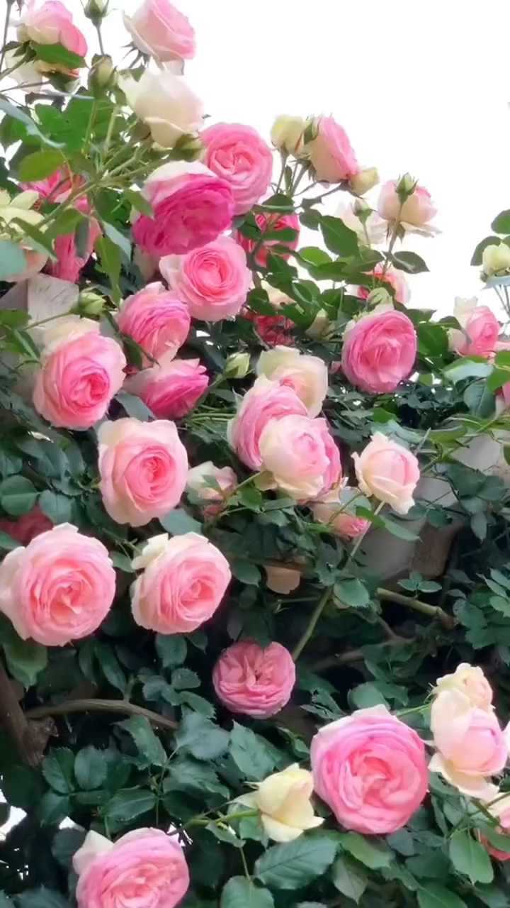 藤本月季粉色龙沙宝石太美了