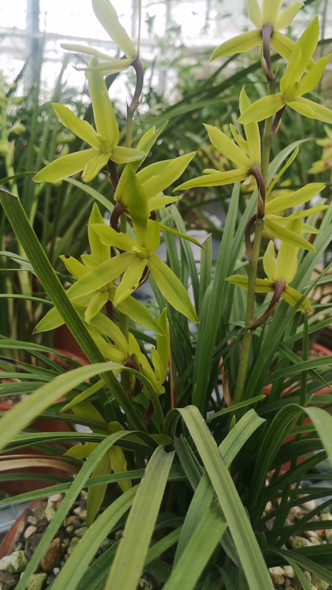 蕙兰奇花菊瓣素心绿云