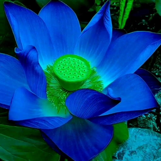 夏日旅行目的地#蓝色荷花