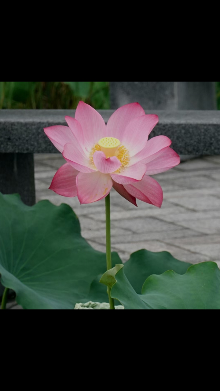 记录生活#雨中的花卉千姿百态,互相媲美争妍,花的世界也很神奇.