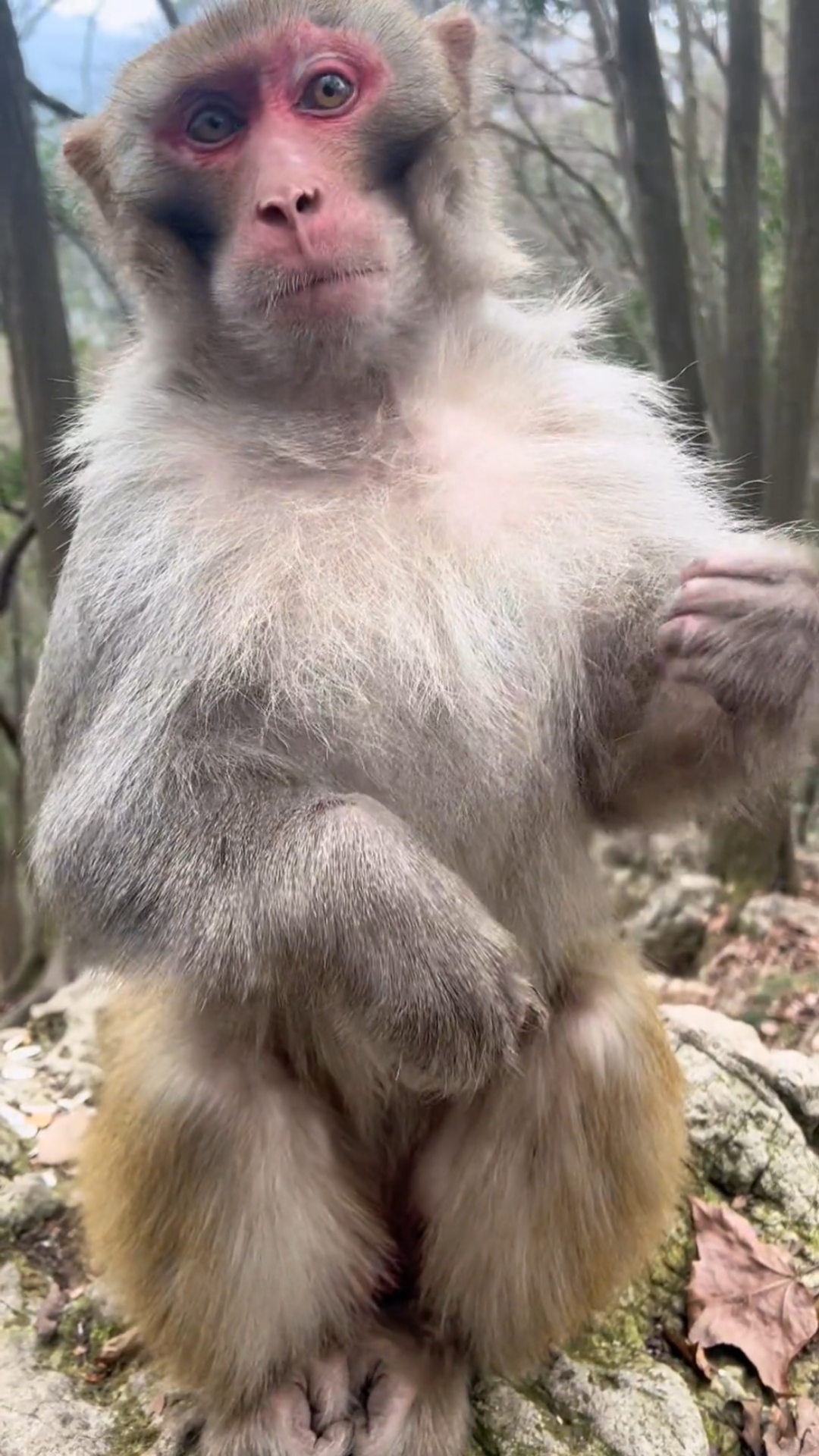 这猴子貌似有点傻,自己咬自己的手