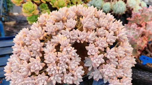 多肉植物#美到不可方物的淡雪缀化是长这样的!