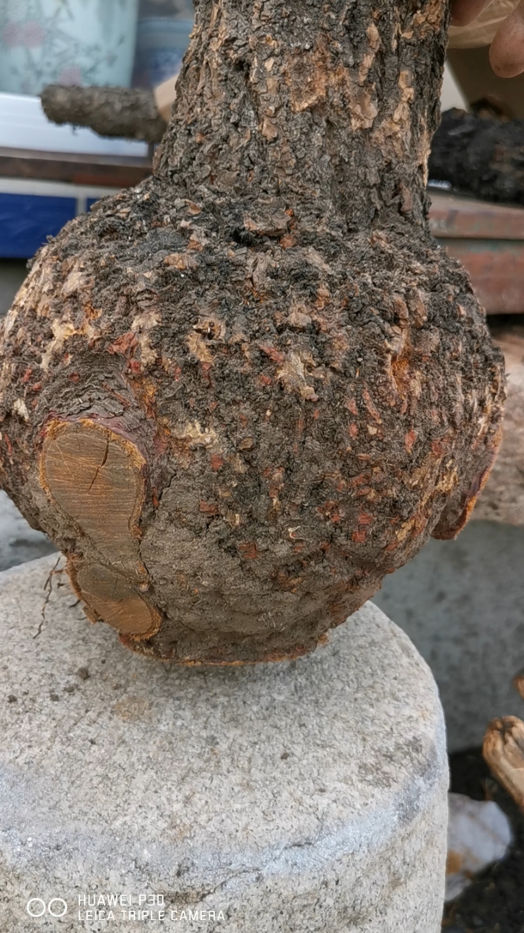 东北野山杏瘤精品.