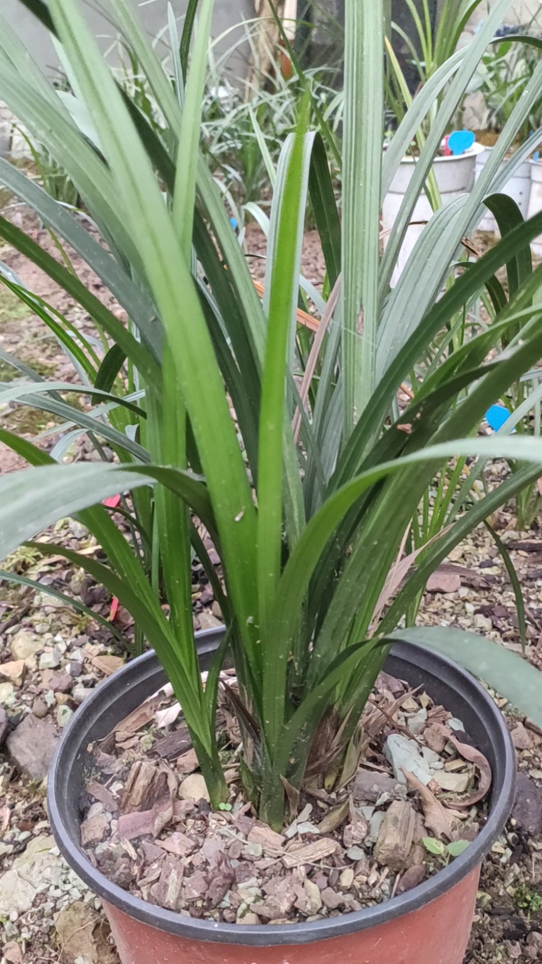 兰花#大宽叶春剑兰花苗.