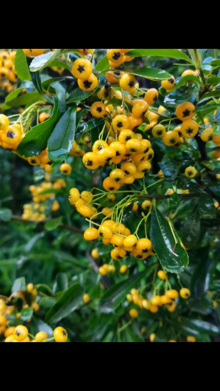 盆景素材#黄果火棘