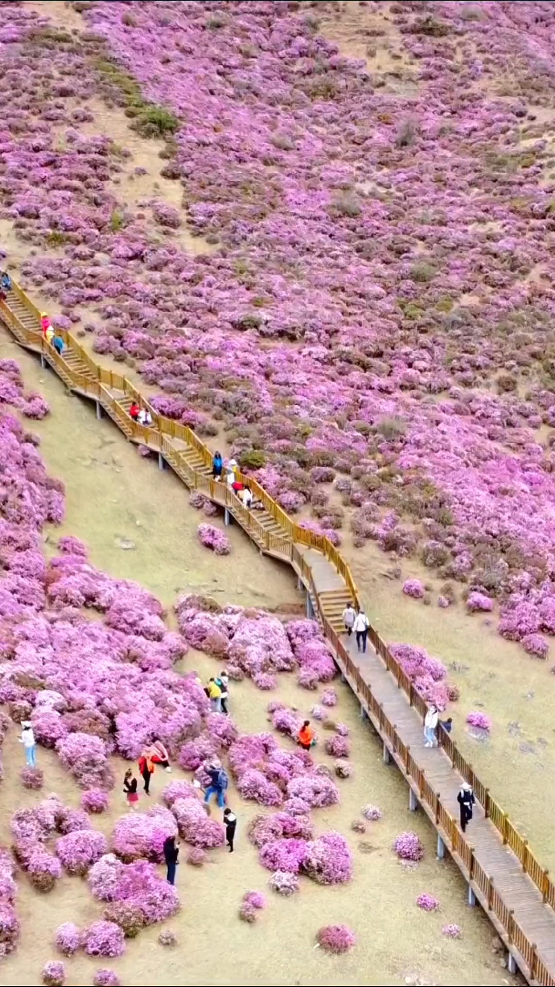 昆明禄劝县撒营盘镇马鹿塘花海景区