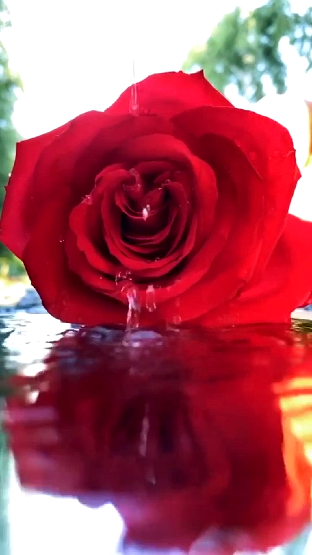 手机摄影教学#一朵玫瑰花做大片