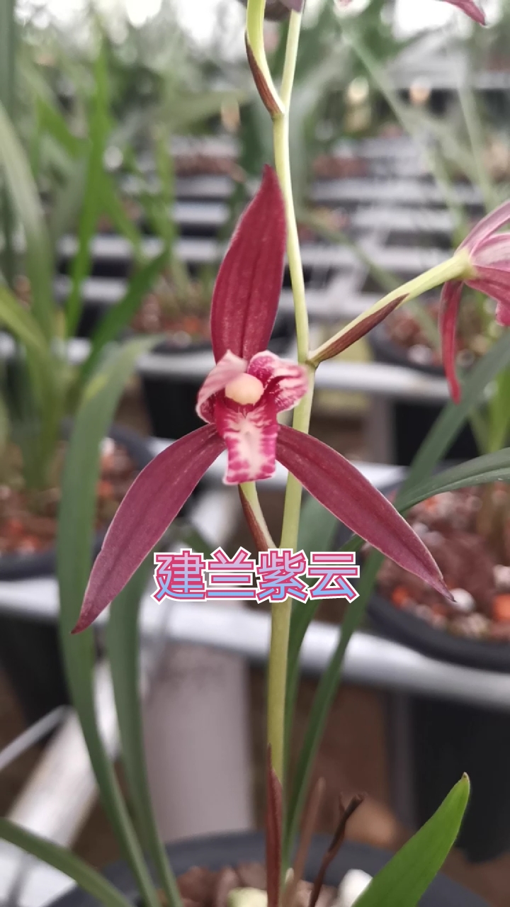 建兰紫云.