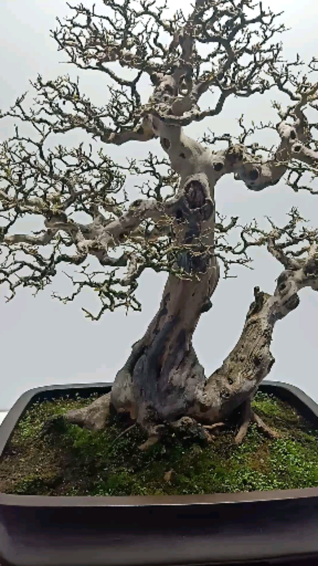 盆景#精品老雀梅,你怎么看?