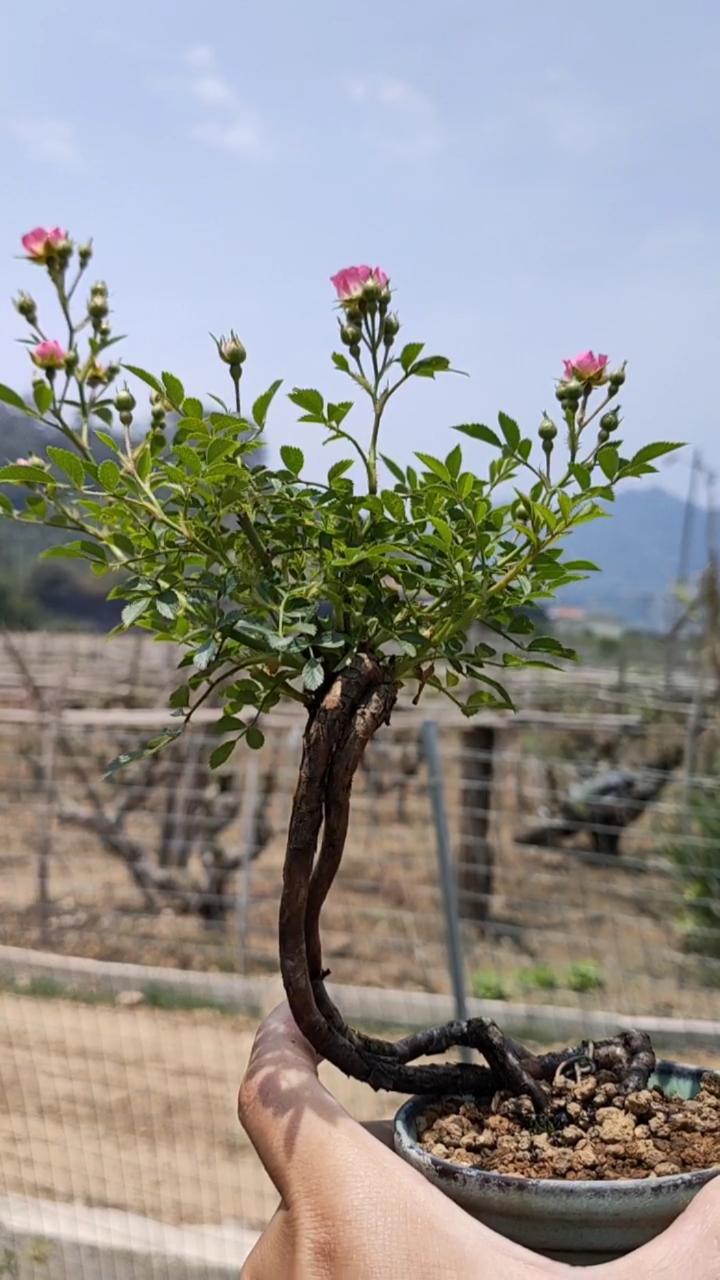 姬蔷薇爆花了,太美了