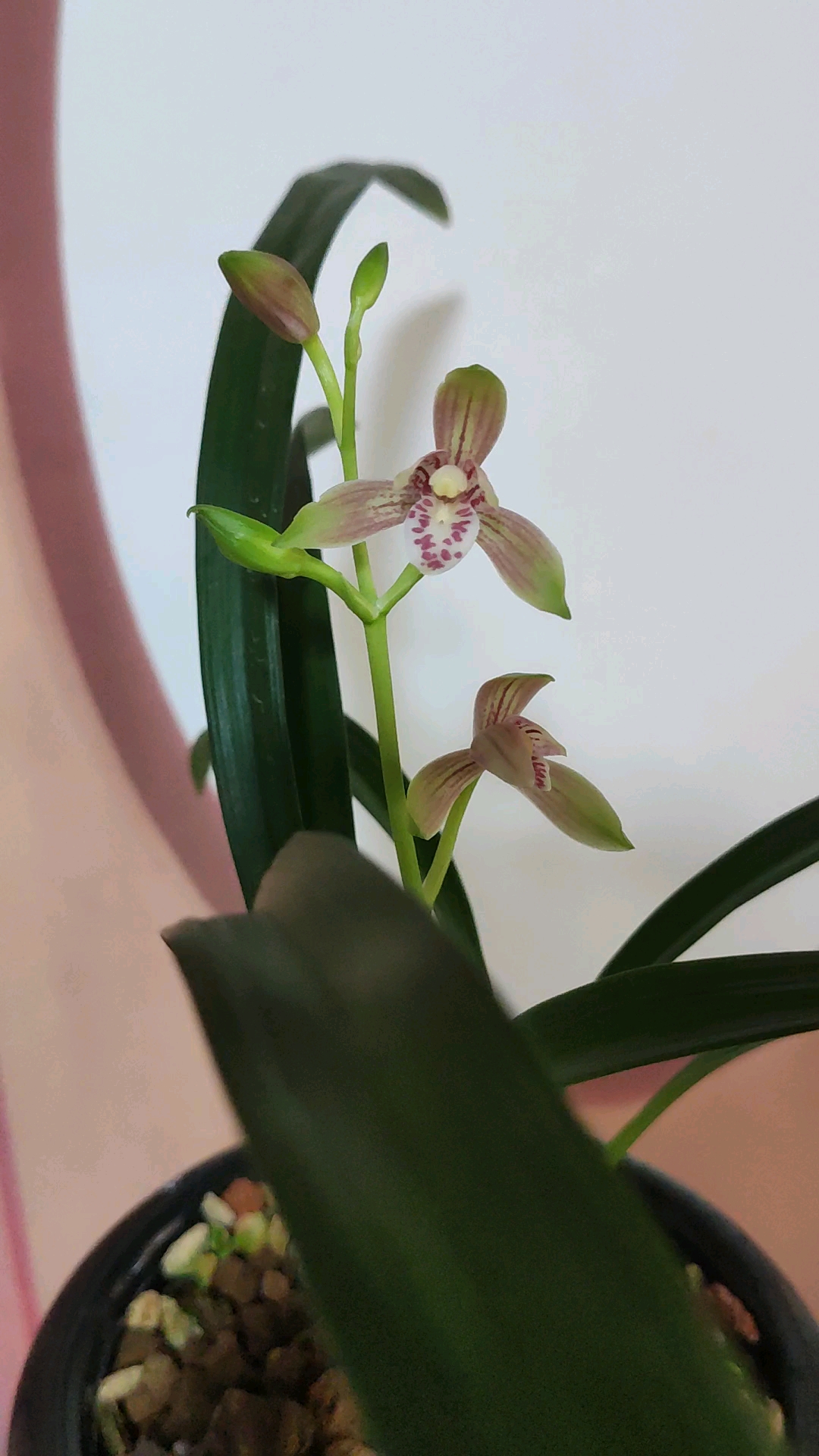 兰花小站#建兰名品蒙山彩荷一起欣赏哦