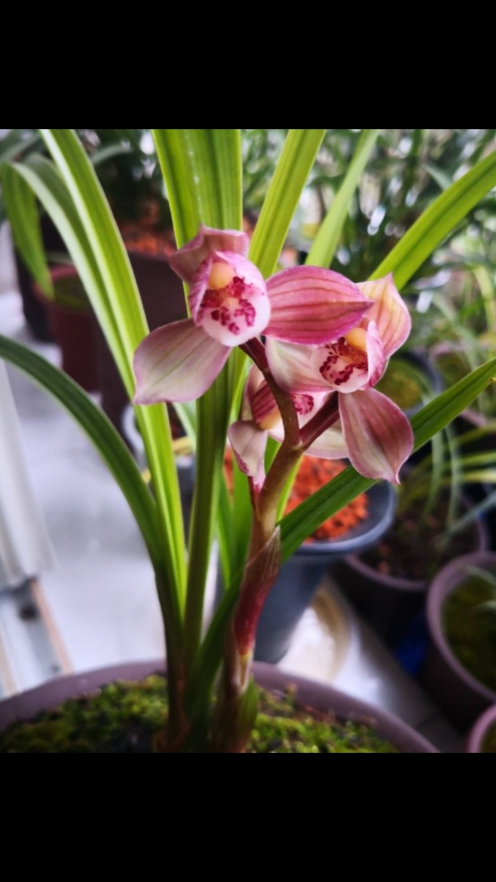 春剑学林荷500米一组每组3个头