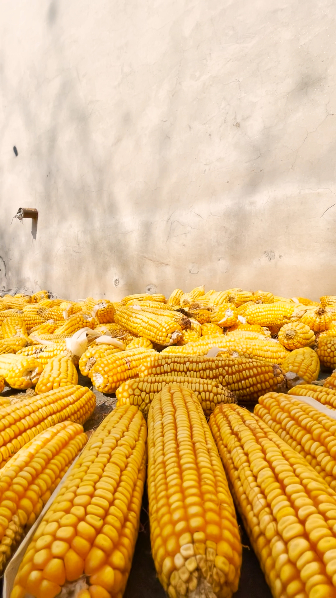 治愈系风景这是一年辛苦劳作的收获啊我赞叹道这世间最美的东西也莫过