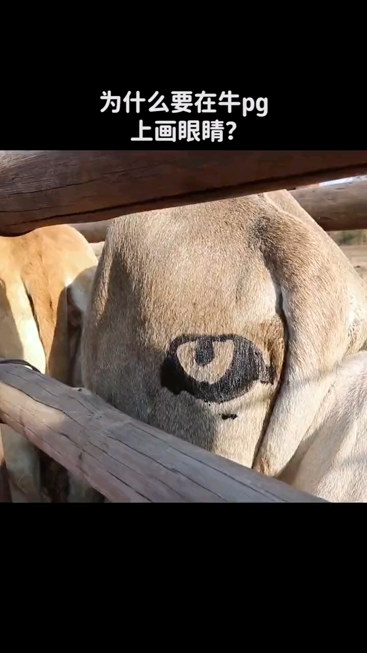 为什么要在牛屁股上画眼睛?