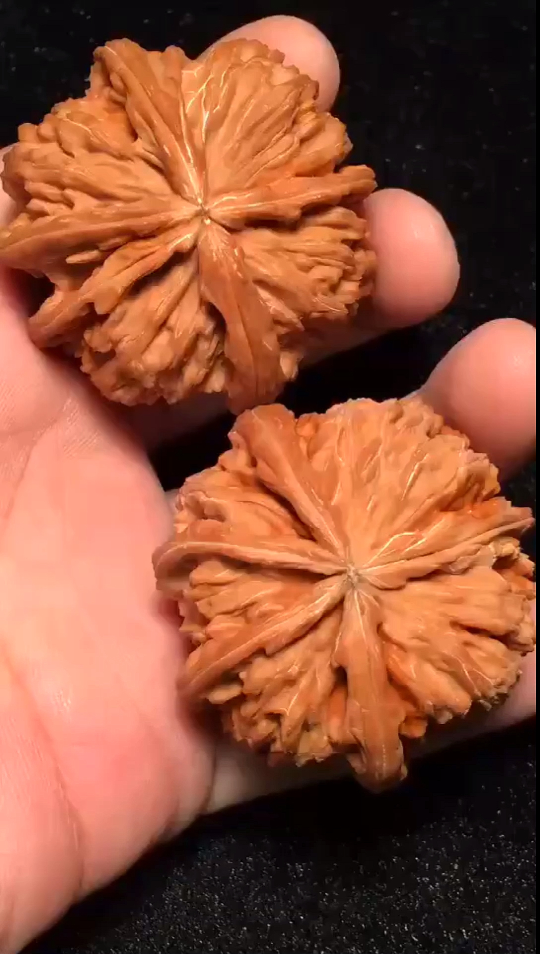 文玩核桃#47尺寸的白狮子五棱