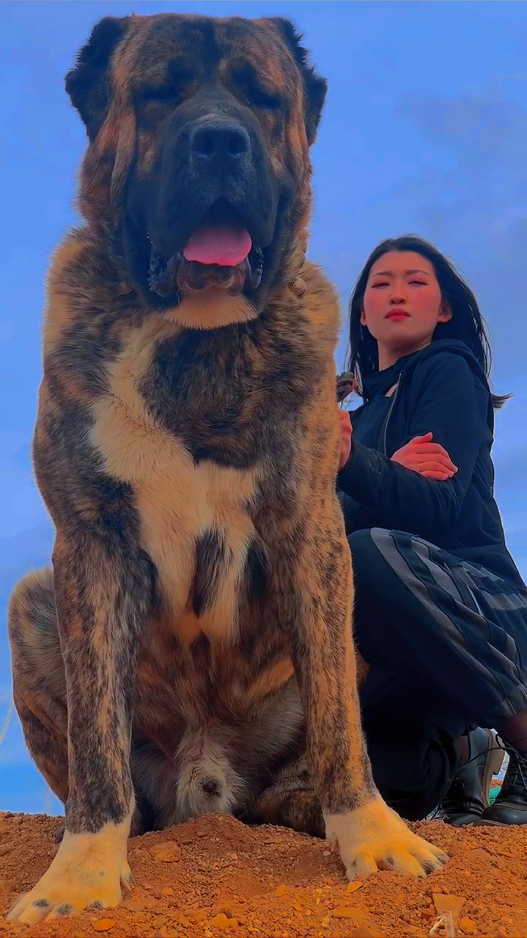 中亚牧羊犬#这才是青春该有的模样