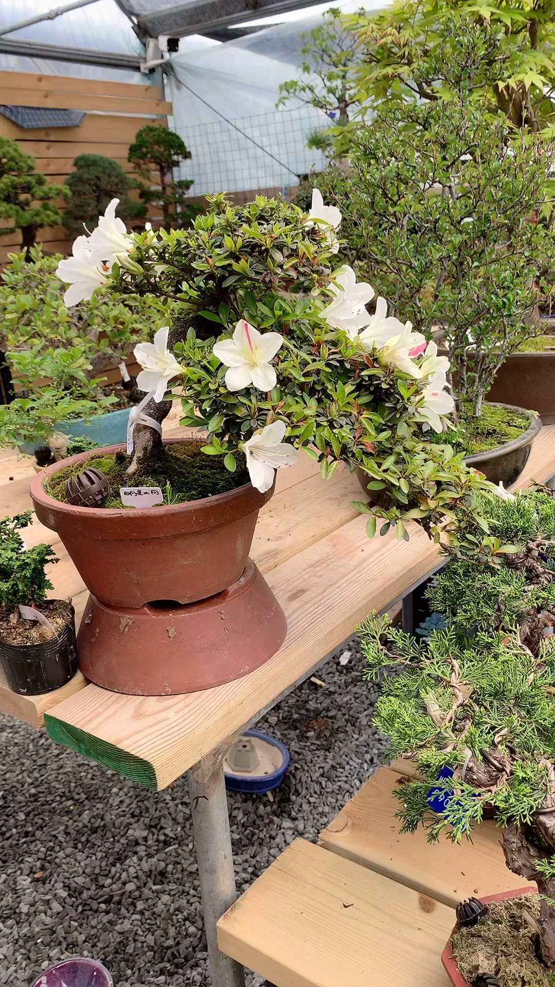 悬崖造型明美之月杜鹃