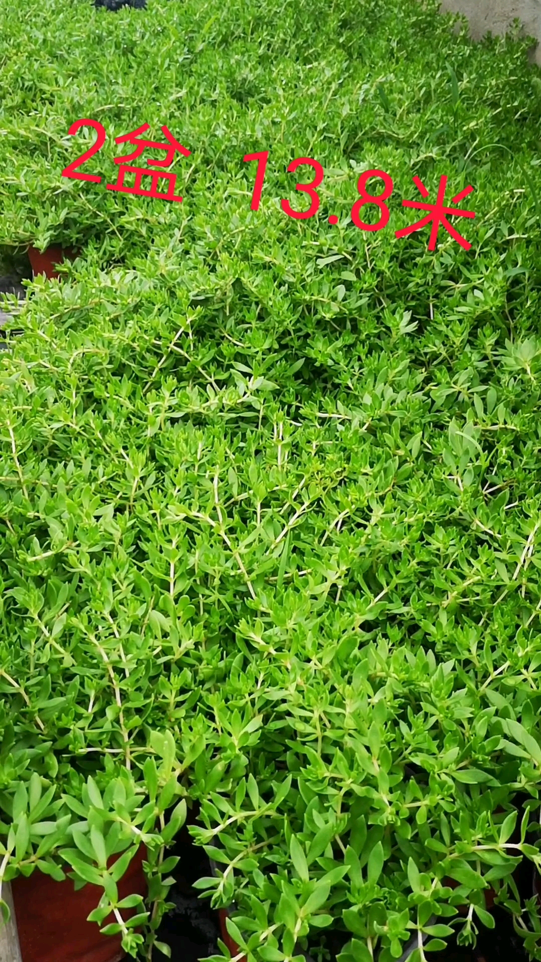 垂盆草,养花新手必备,容易养,又漂亮