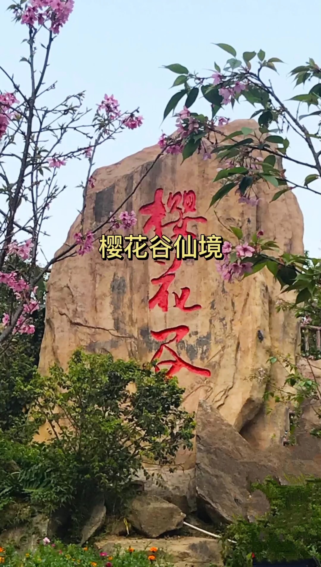 我的私藏景点#厦门海沧大屏山樱花谷花海,简直就是人间仙境!