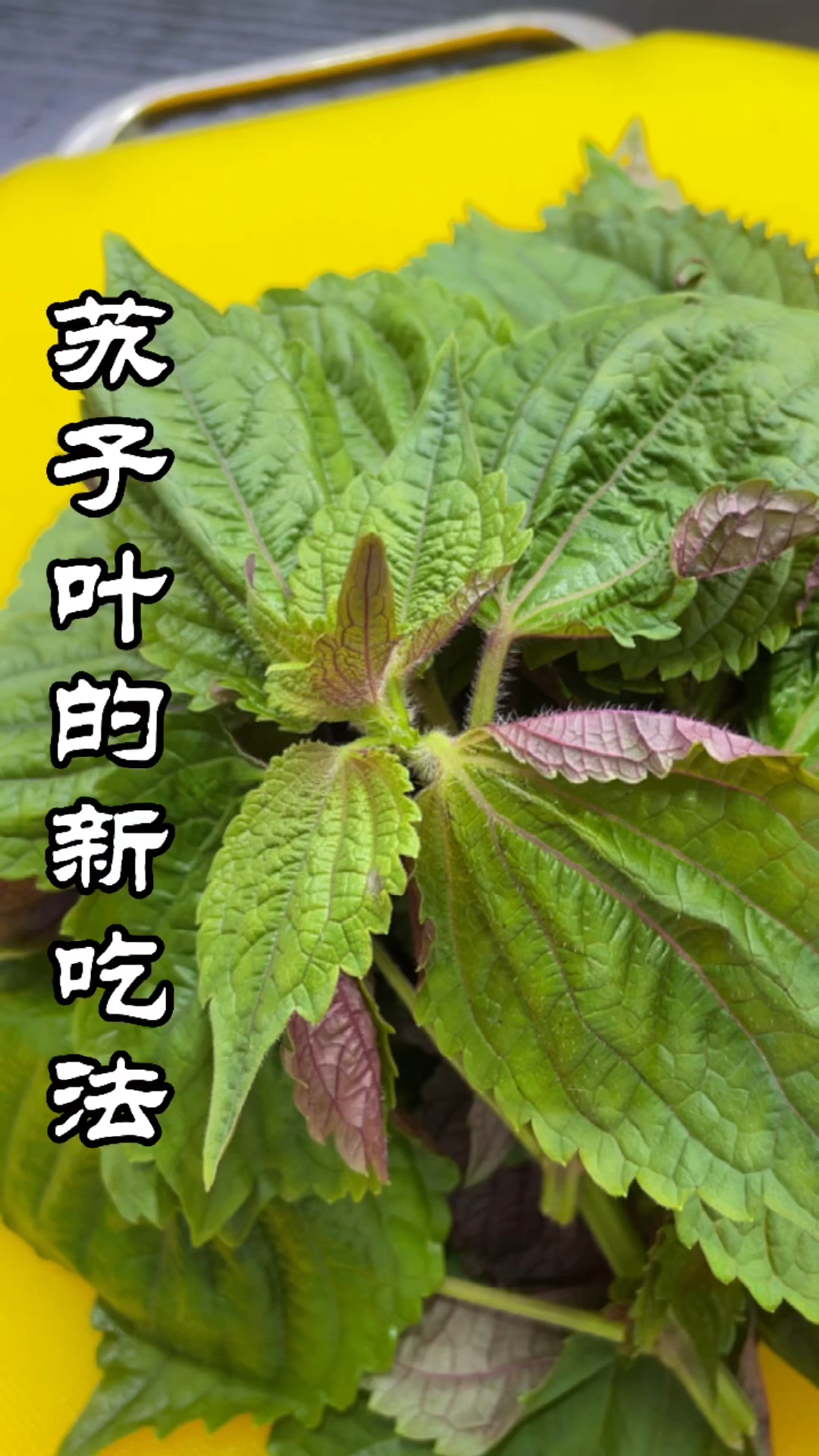 在家做个拿手菜#苏子叶这样做您吃过吗?
