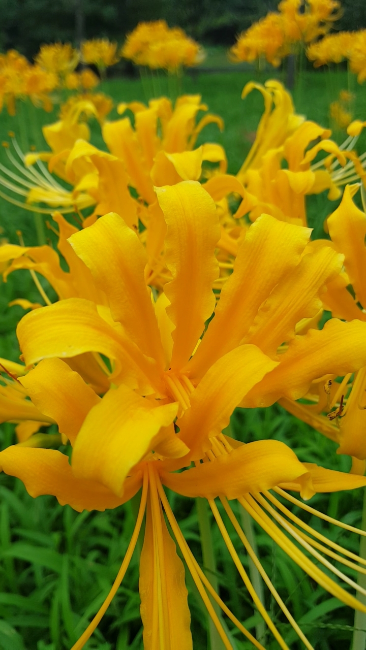 黄色石蒜花太漂亮了