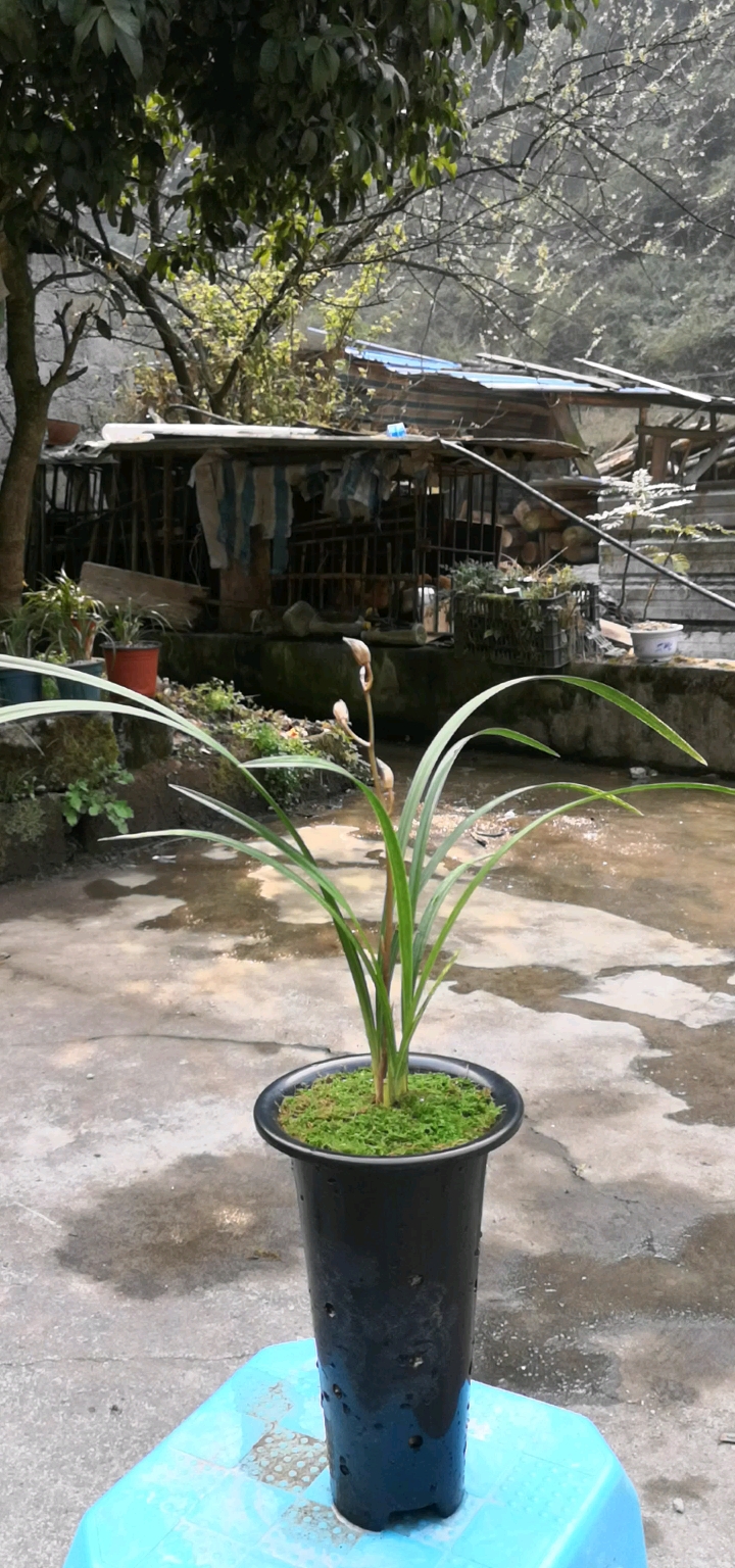 兰花蕙兰金虎斑艺出花了花高出架