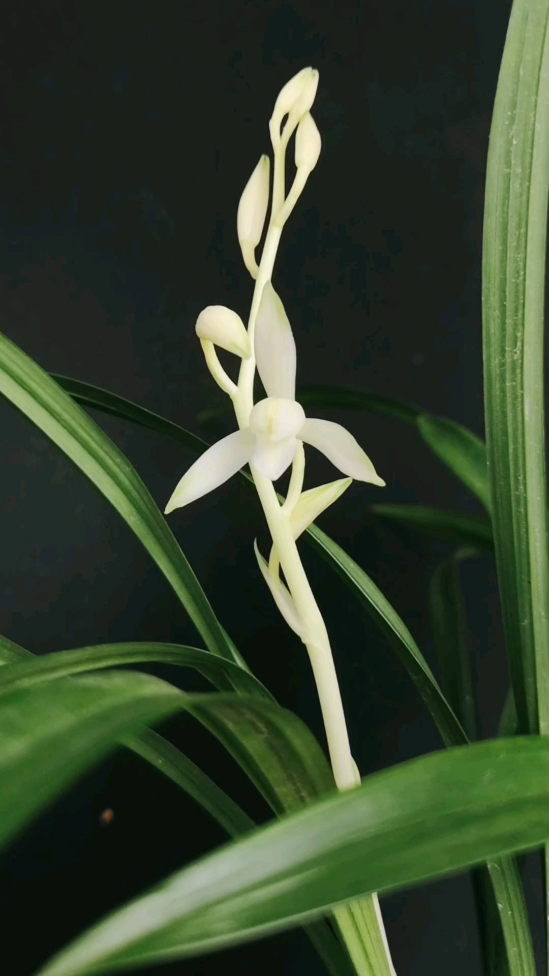 建兰青山玉泉干净纯洁