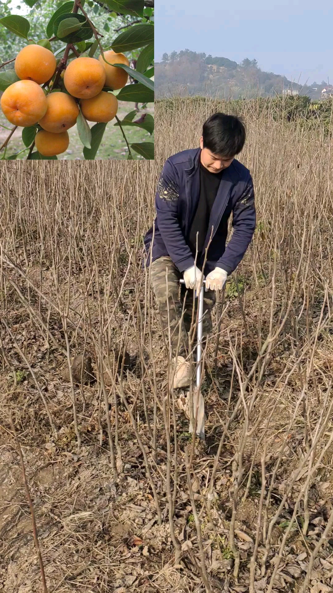 浙江富阳太秋甜柿果苗图片