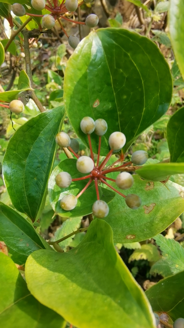 因此有些农民也会采一些金刚藤的果实回去泡酒
