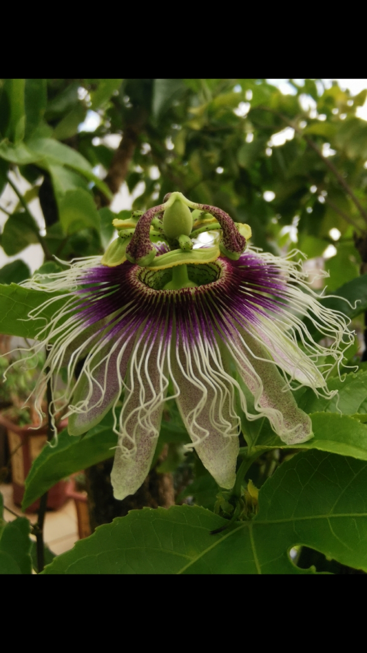 富贵树也会开花结果,你信吗?