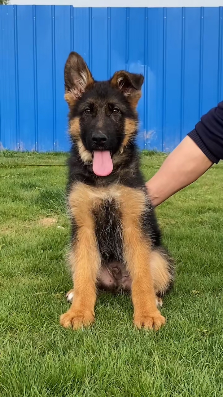 东德牧羊犬#三个多月精品德国牧羊犬,纯种赛系福血后代!