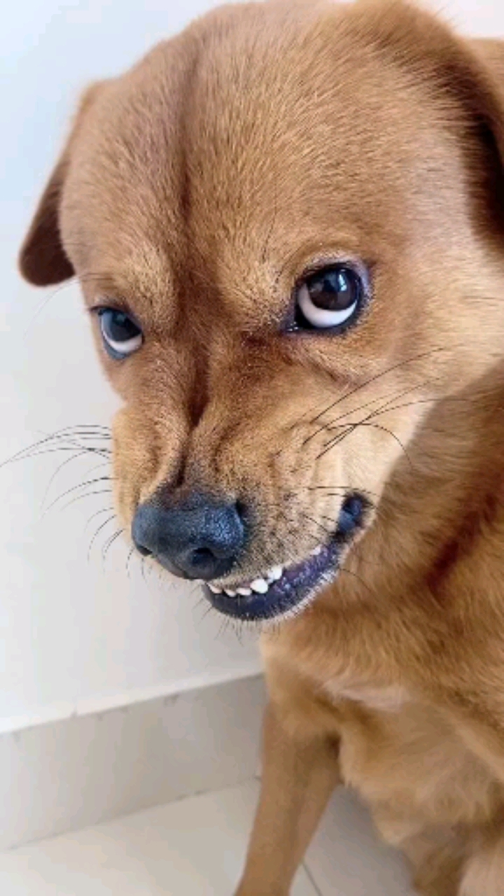 搞笑萌宠#每次我唱歌狗狗就这样