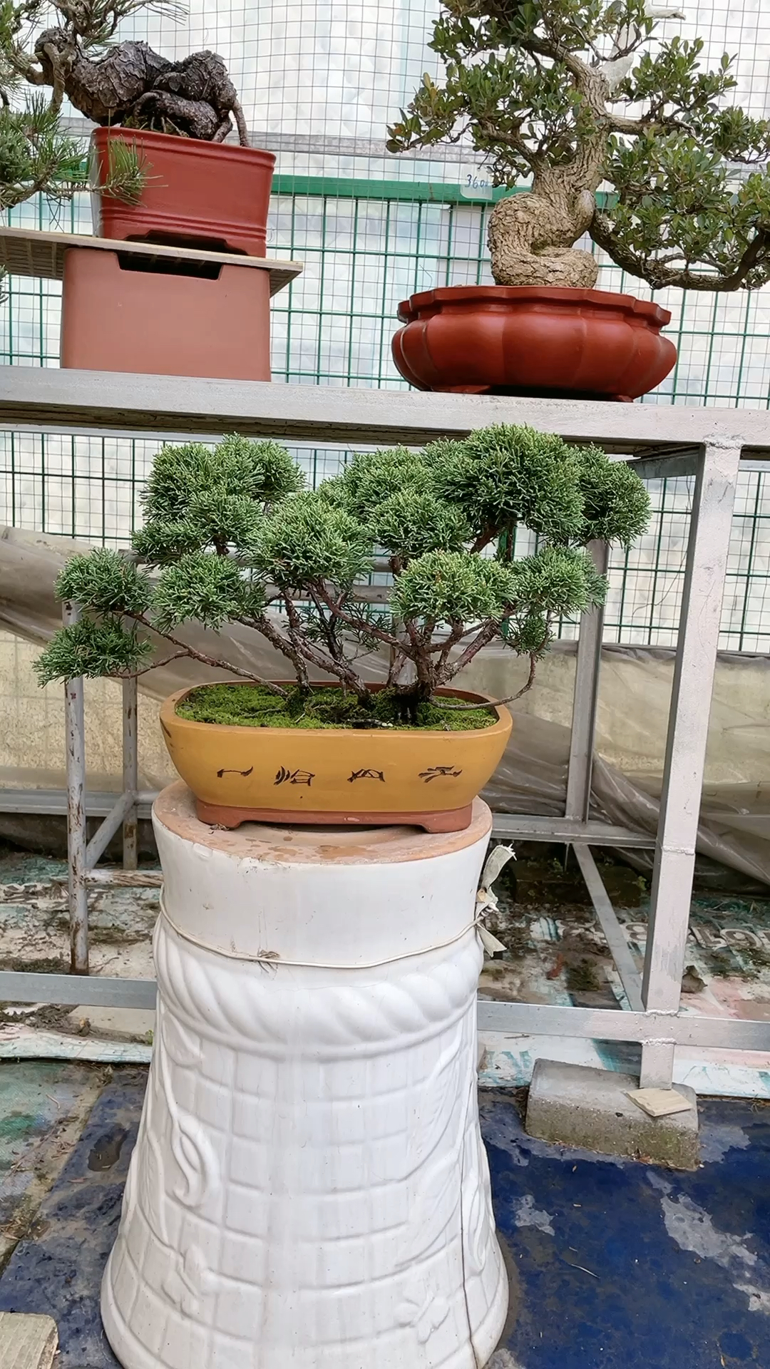 原生丛林济州真柏