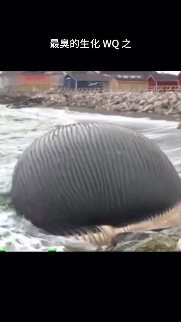 鲸爆大自然的炸弹科普鲸鱼